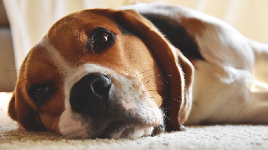 Stop Dog Diarrhea Fast With These Home Fixes