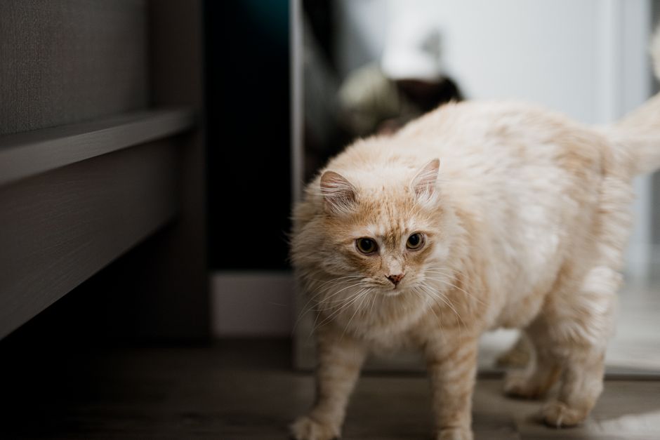 When Your Cat's Vomiting Needs Immediate Vet Care