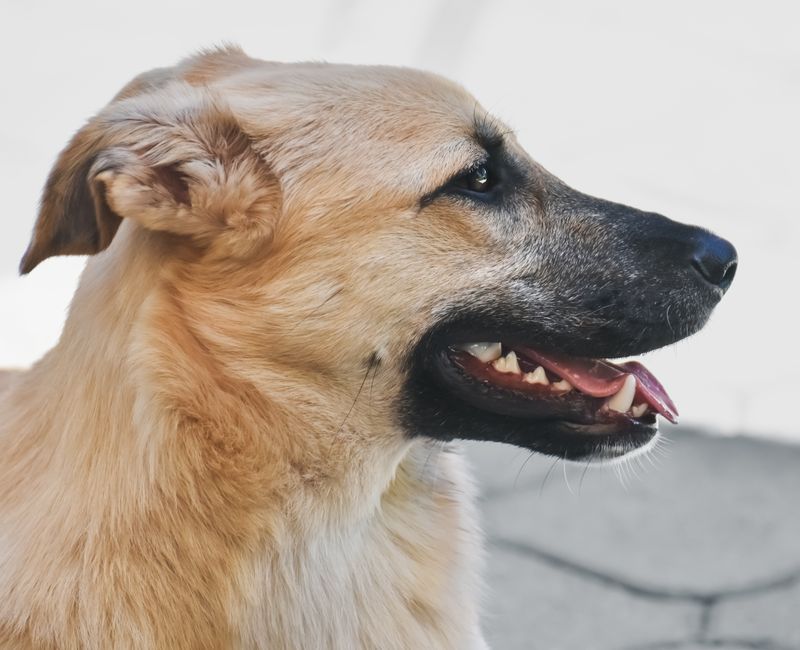 How Much Does Dog Teeth Cleaning Really Cost?