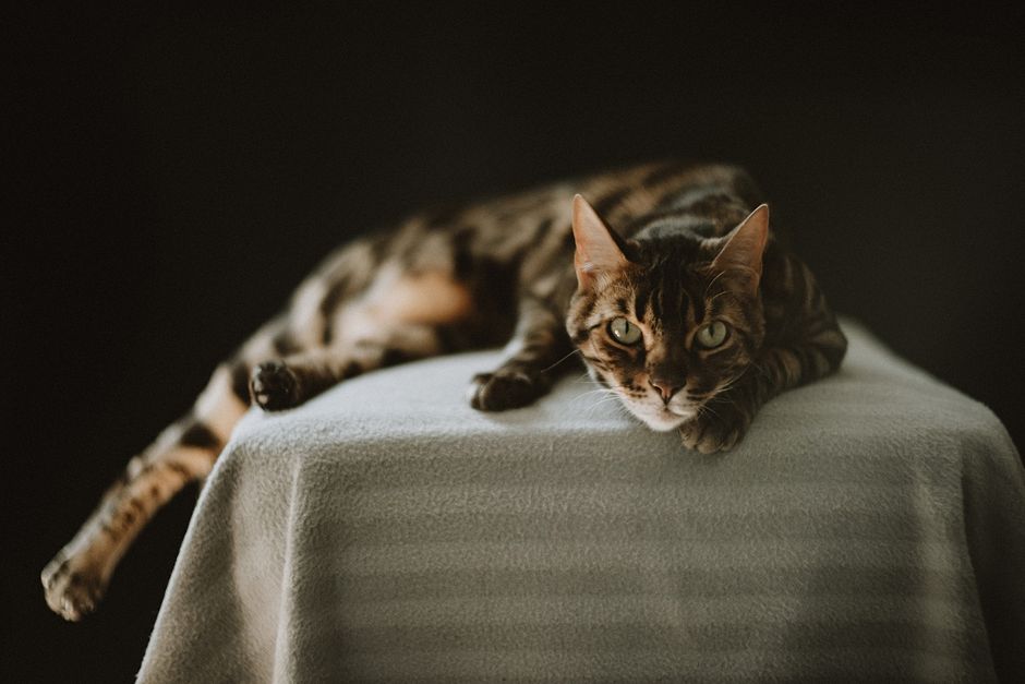 GLP-1 Weight Loss Drugs Are Coming for Overweight Pets