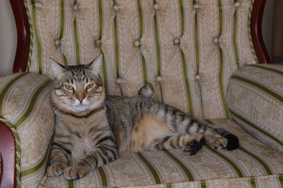 H5N1 Bird Flu in Cats: What the First Cat-to-Human Case Means