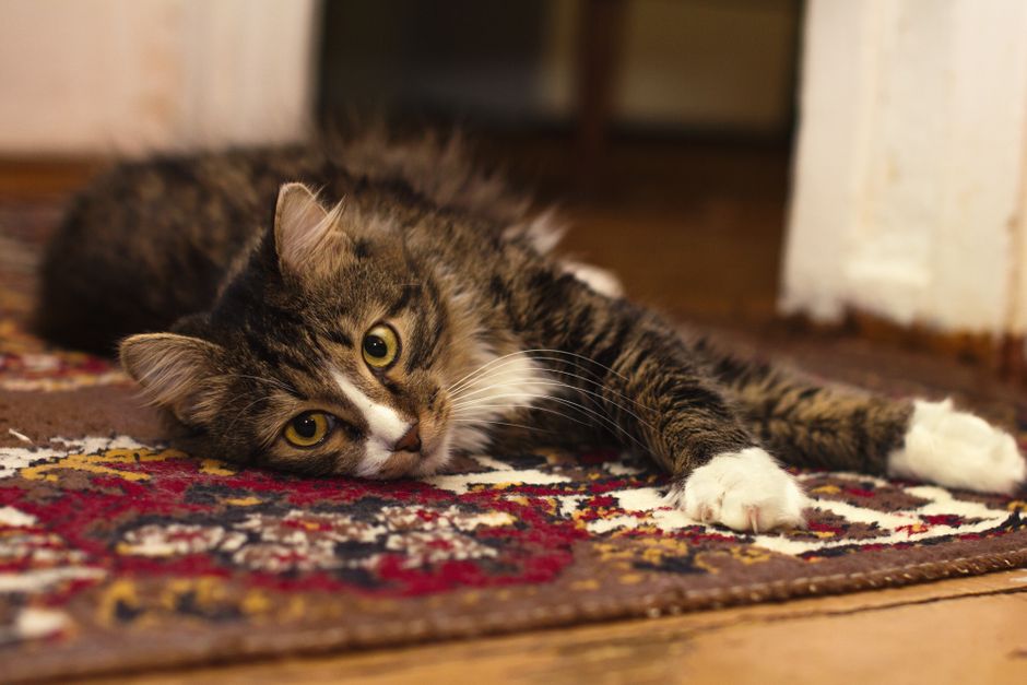 Why Your Cat Acts Stressed: 7 Warning Signs