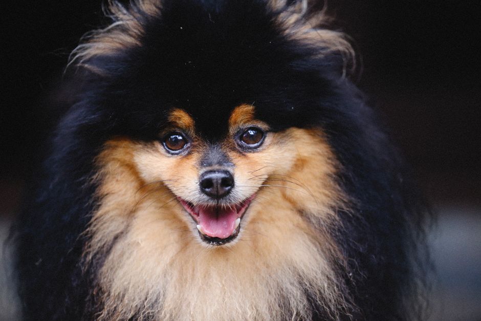 Spot Heart Disease Early In Small Dogs