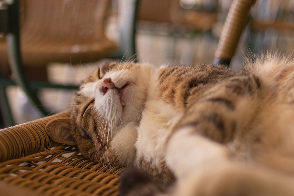 GLP-1 Weight Loss Implants for Cats: What Owners Need to Know