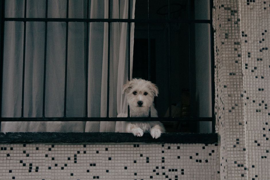 Stop Destructive Behavior: Proven Ways To Ease Dog Separation Anxiety