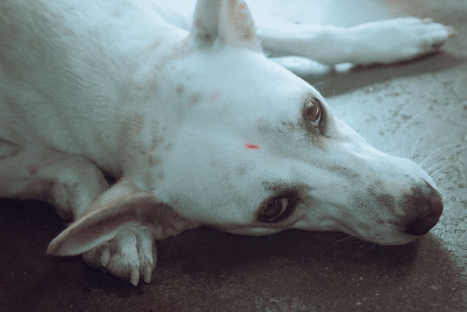 New World Screwworm in US Pets: What Dog and Cat Owners Must Know
