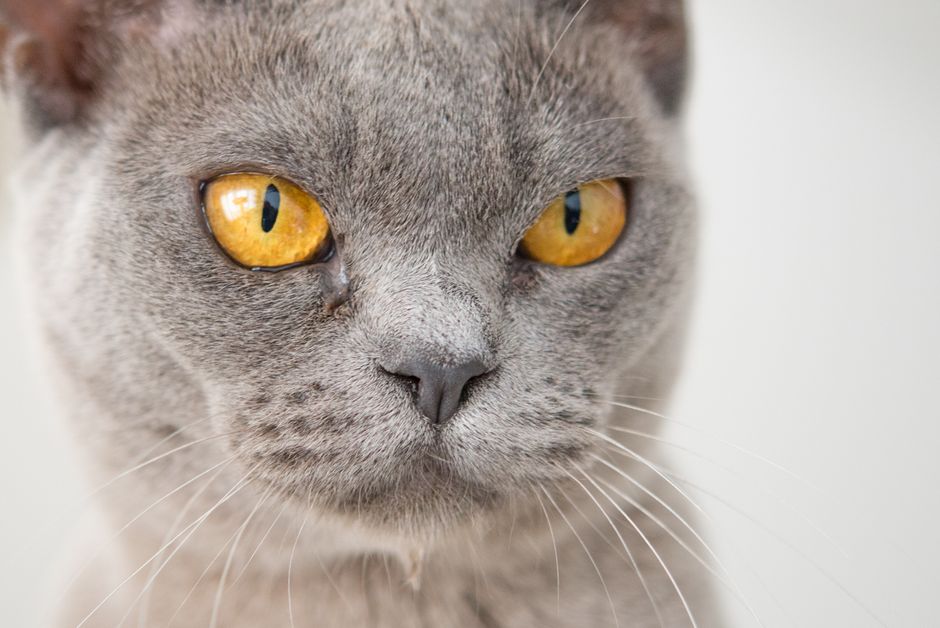 Is Your Older Cat Showing These Kidney Disease Warning Signs?