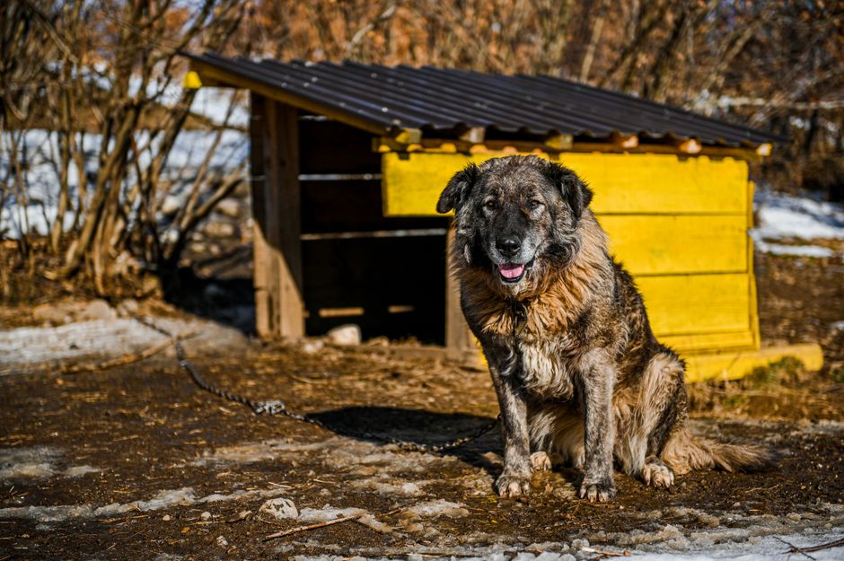 Kennel Cough In Dogs: Signs, Duration, And Recovery