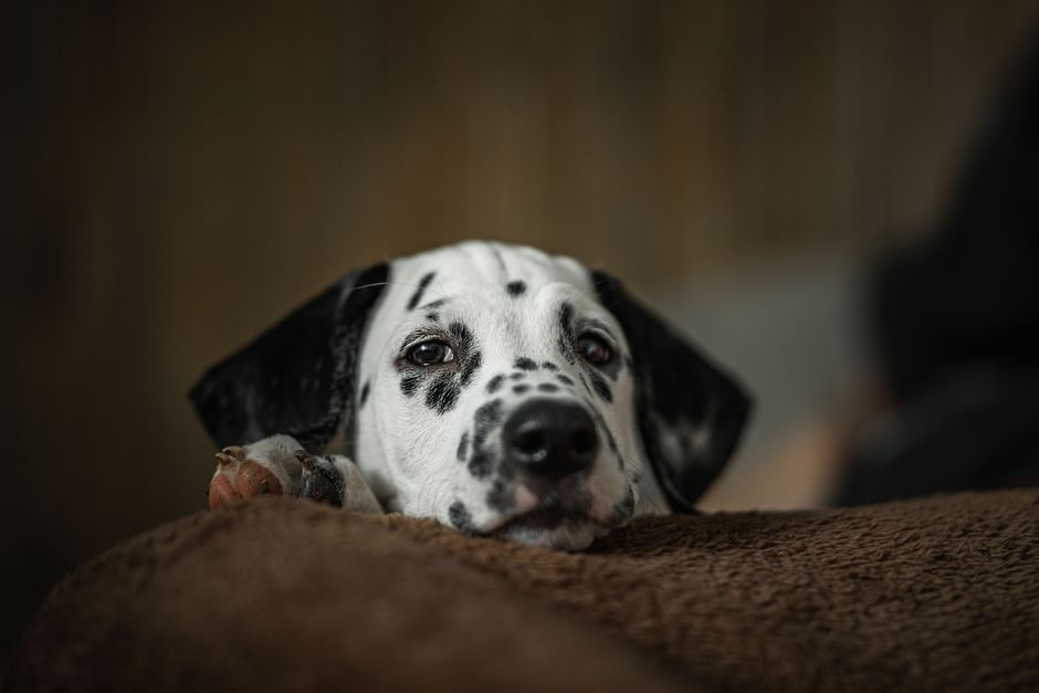 Help Your Dog Heal: Post-Surgery Recovery Steps