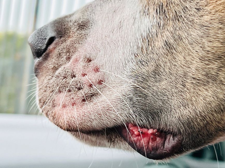New World Screwworm Is Back in the US: What Pet Owners Must Know