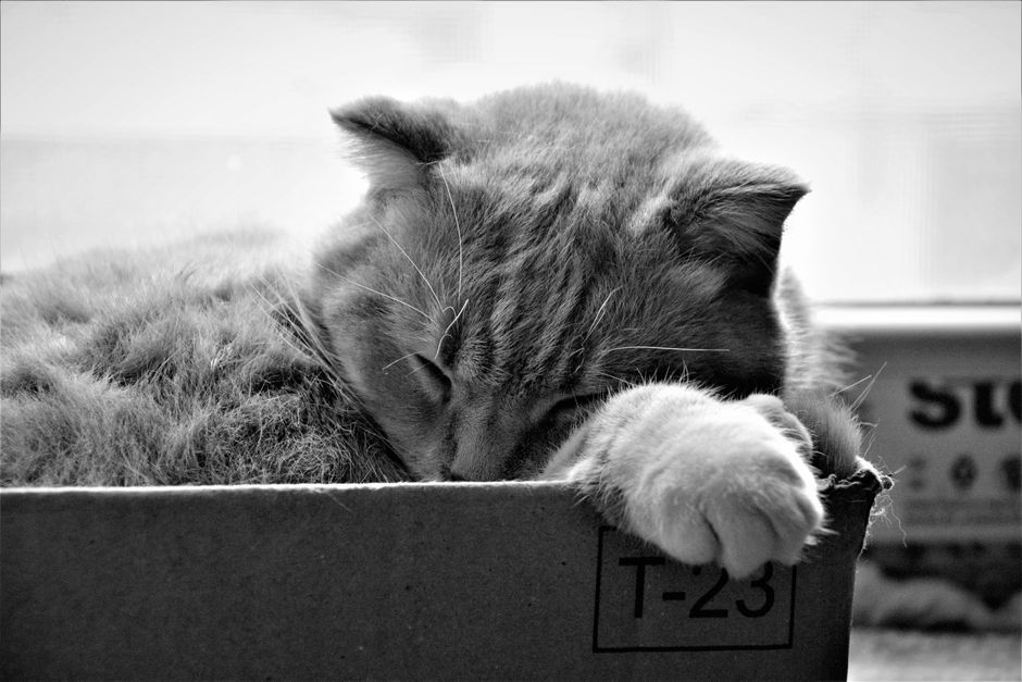 Why Your Cat Is Avoiding the Litter Box