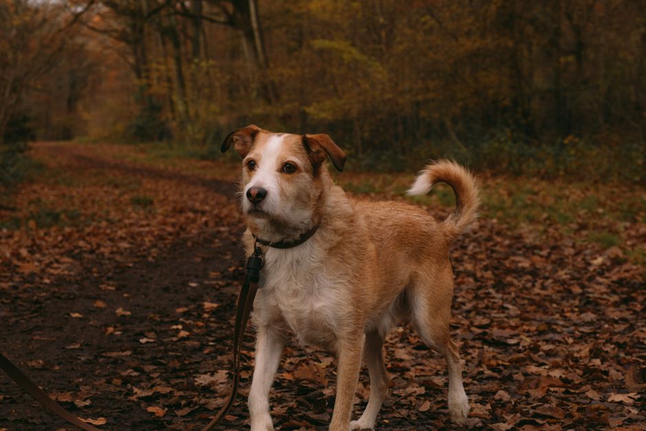 Why Your Dog Is Limping and How to Help