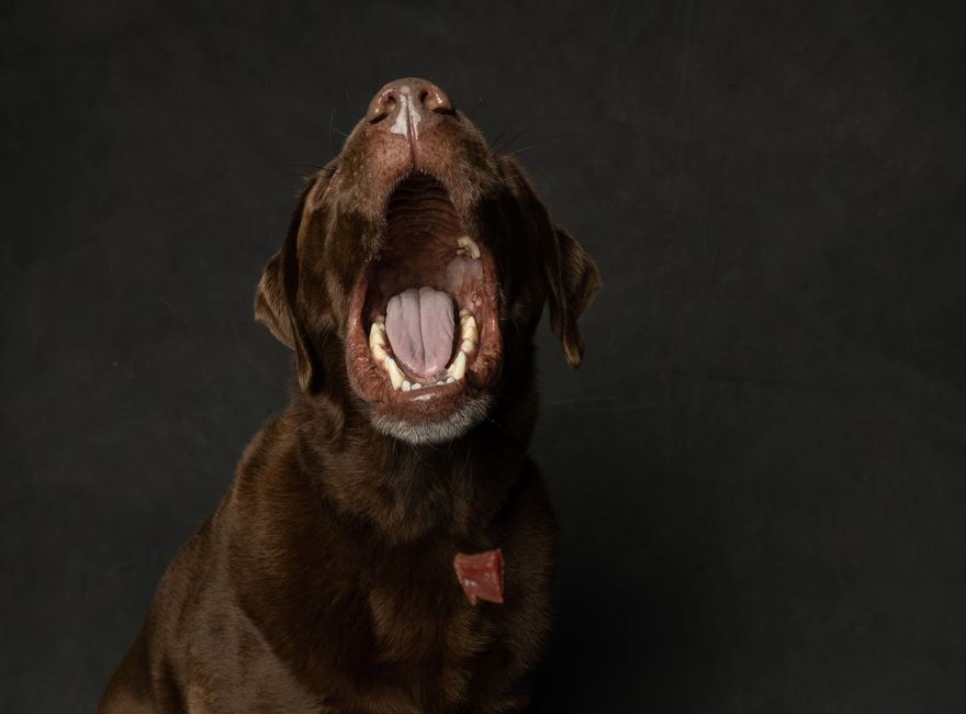 Foods Your Dog Should Never Eat