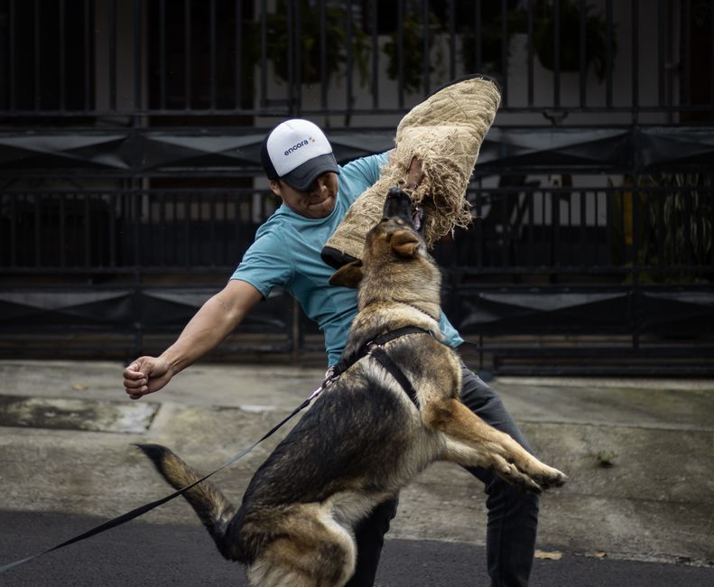Stop Puppy Biting: 10 Training Techniques That Work