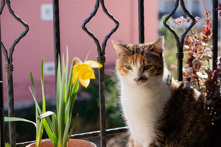 Are Lilies Poisonous to Cats? What Every Pet Owner Needs to Know