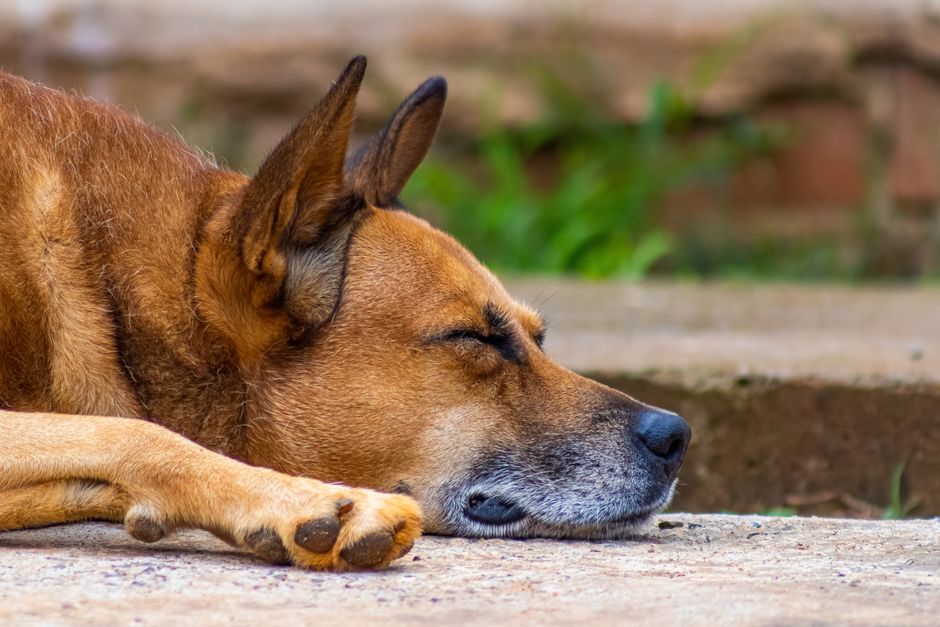 Is Your Dog Limping? Signs Of Arthritis To Watch For