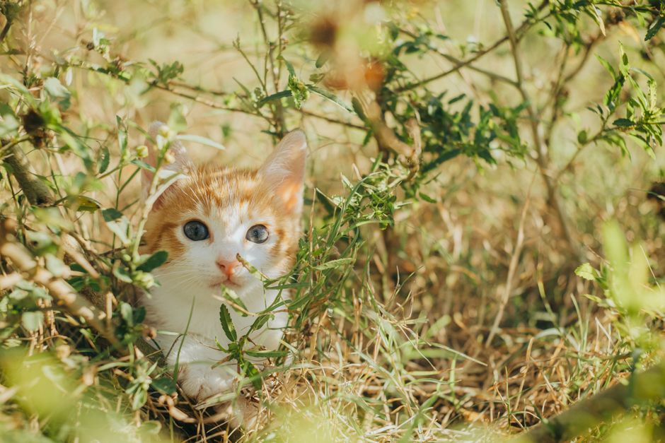 Why Your Cat Hides and When to Worry