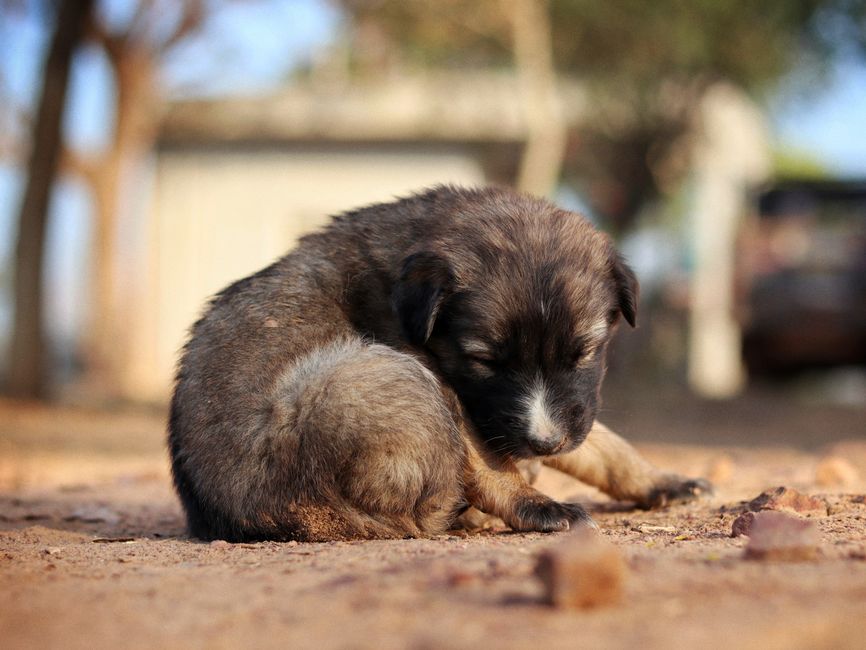 Stop Heartworm Before It Starts: A Dog Owner's Guide