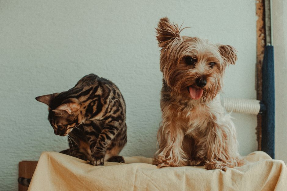Keep Multiple Pets Healthy: Essential Vet Care Tips