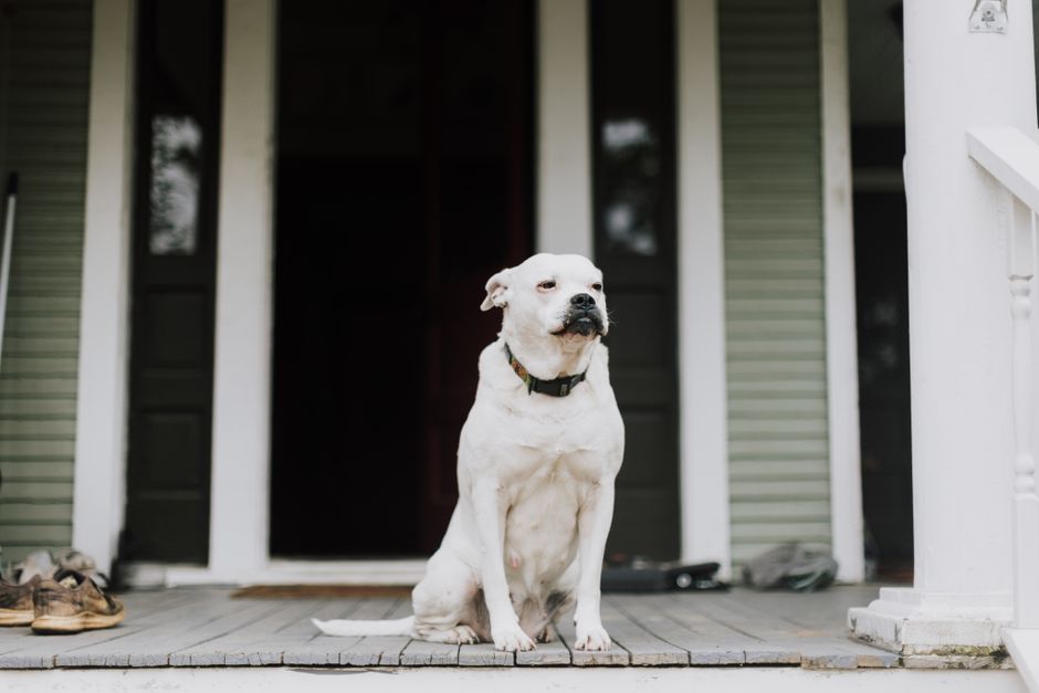 Calm Your Anxious Dog: Proven Treatment Strategies