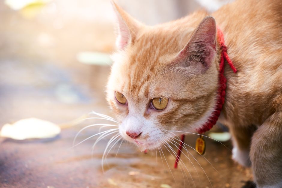Warning Signs Your Cat Has a UTI