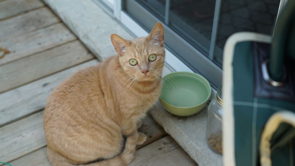 Home Remedies For Cat UTIs That Actually Work