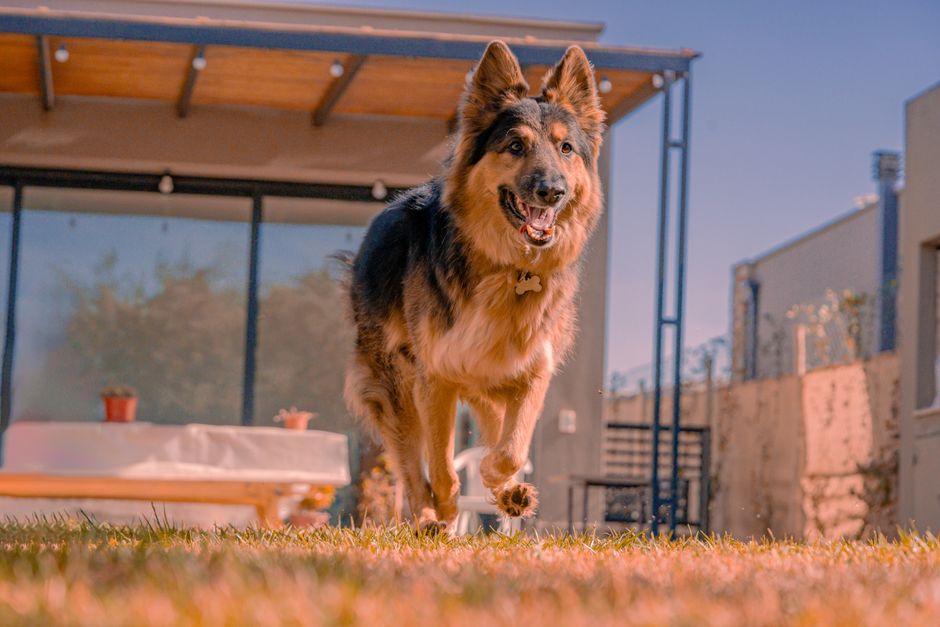 Keep Your Large Dog's Joints Healthy for Life