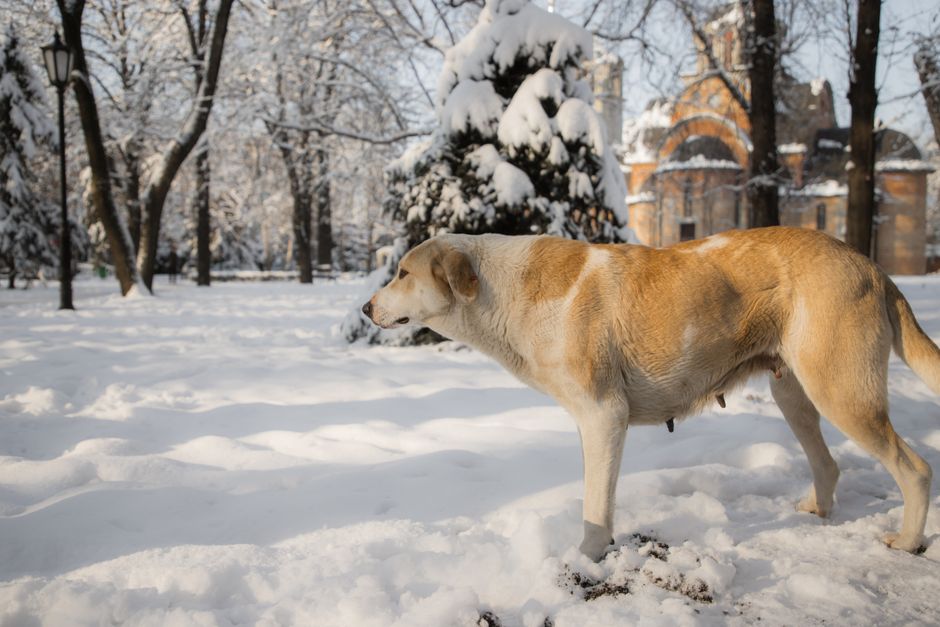 Raaw Energy Recall: What Pet Owners Must Know About Raw Food Safety