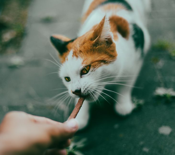 IBD in Cats: 30% Don't Respond to Initial Treatment