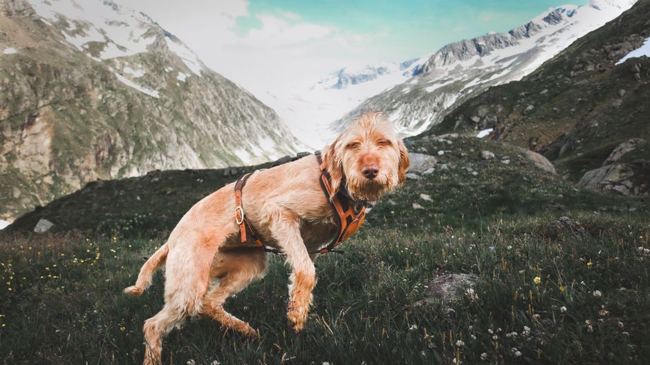Healing a Torn ACL in Dogs: Treatment Options Explained