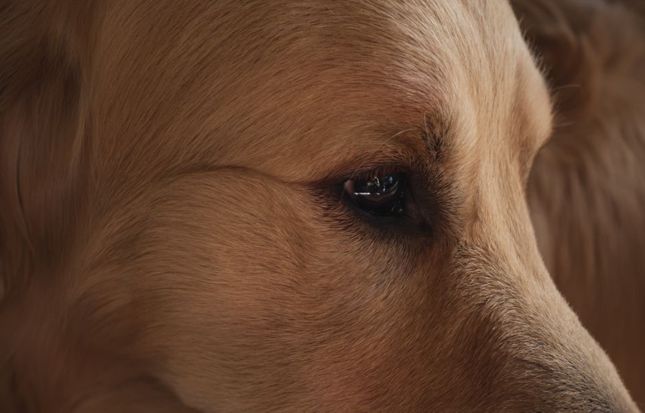 Dog Cataracts: Treatment Options That Restore Vision