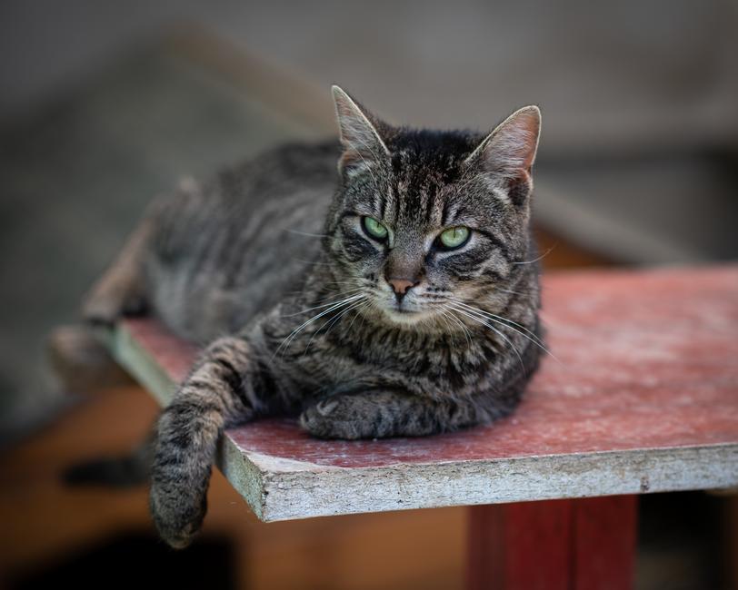 Managing Feline Hyperthyroidism: Treatment Options That Work