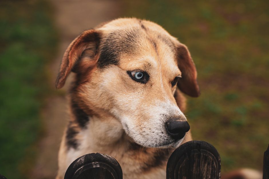 Clear Your Senior Dog's Vision: Cloudy Eye Treatments