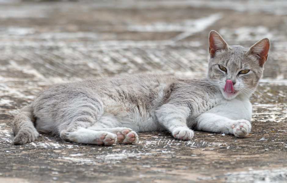 Ringworm in Cats and Dogs: Signs, Treatment, and Prevention