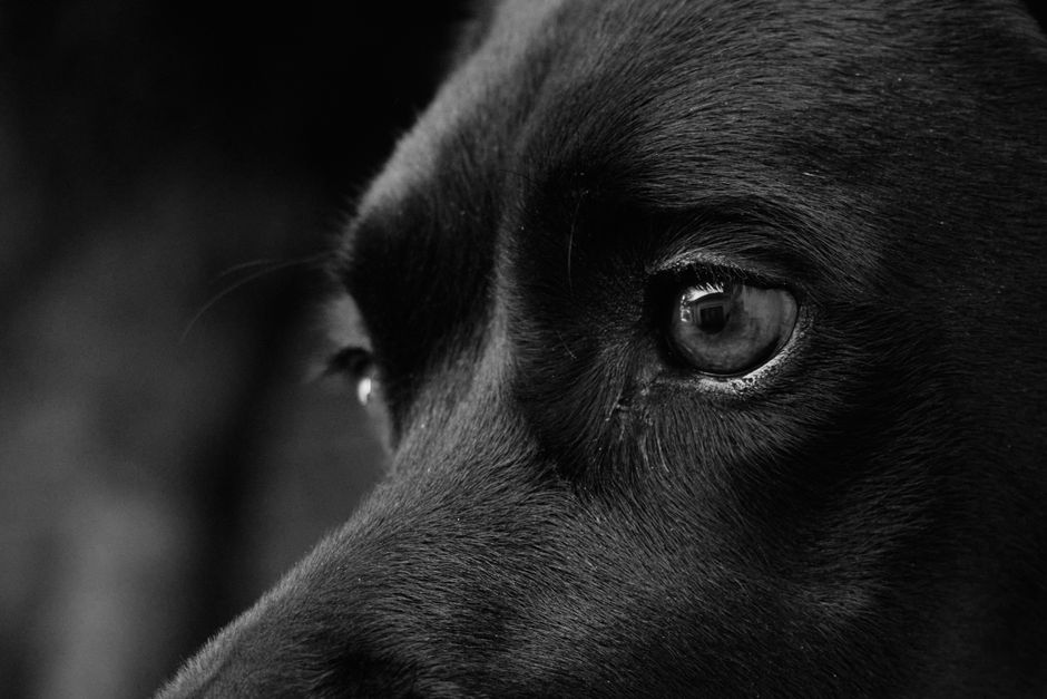 New World Screwworm Is Back: How to Protect Your Dog and Cat