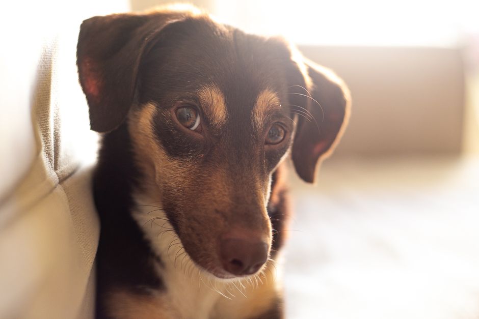 Glaucoma in Dogs: Early Signs and Treatment Options