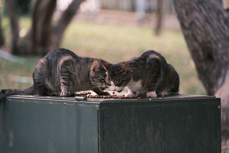 Thiamine Deficiency in Cats: What the 2026 Raw Food Recalls Reveal