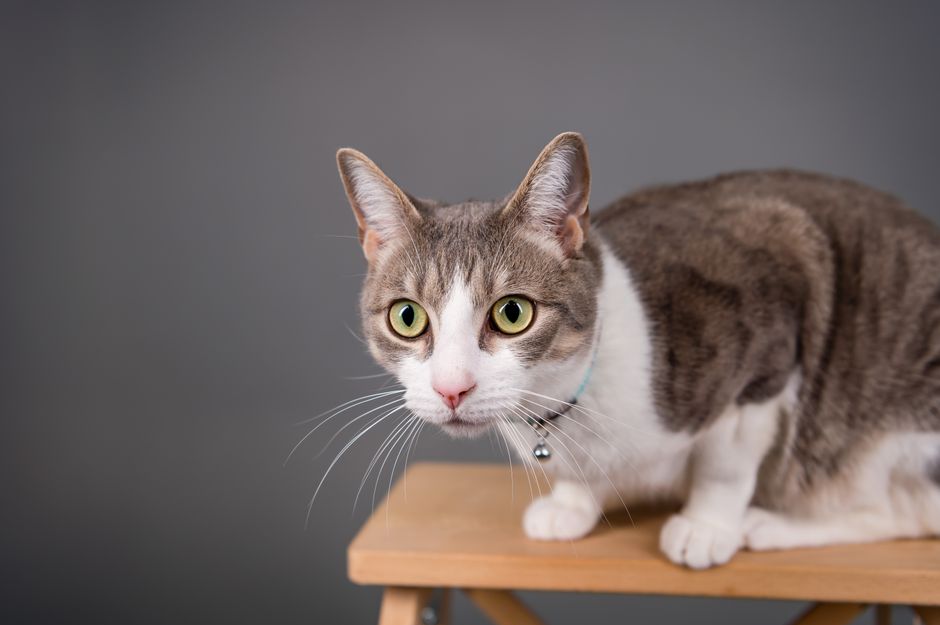 Thiamine Deficiency in Cats: What the Quest Food Recall Reveals