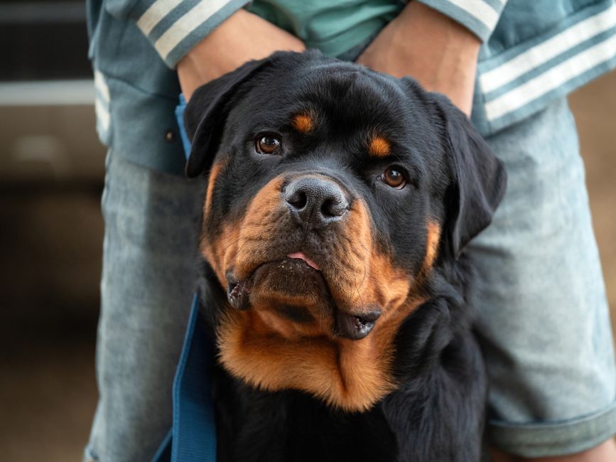 How To Recognize Bloat In Large Breed Dogs