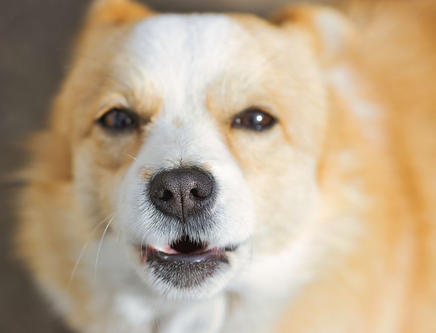 Why Your Dog Is Coughing and How to Help