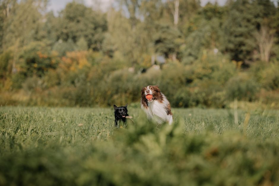 Heartworm Is Spreading to Places Vets Never Expected