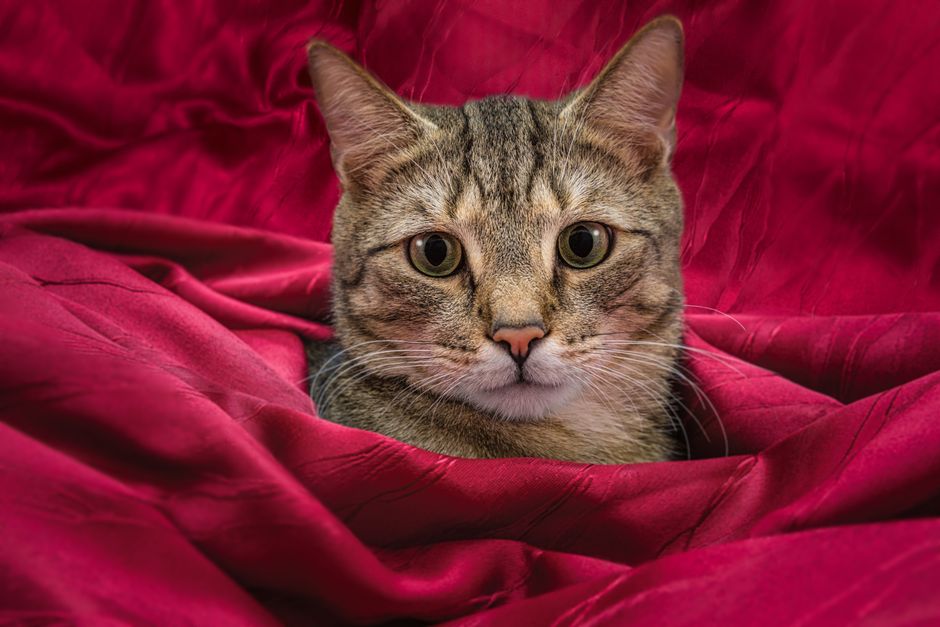 Help Your Cat Heal: Essential Post-Surgery Care Tips