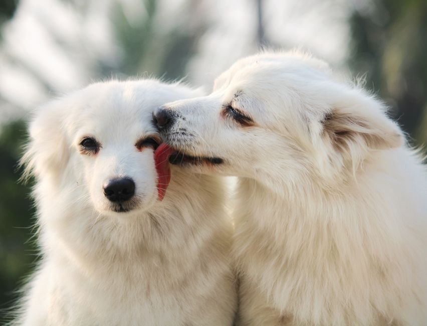 Stop Dog Ear Yeast Infections at Home