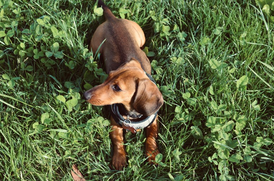 Keeping Your Diabetic Dog Healthy and Happy
