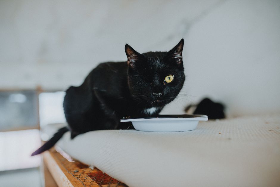 Thiamine Deficiency in Raw and Freeze-Dried Pet Food: What to Know