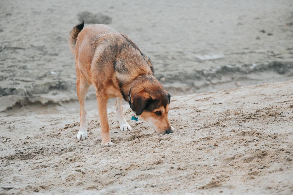 What To Do If Your Dog Eats Poison