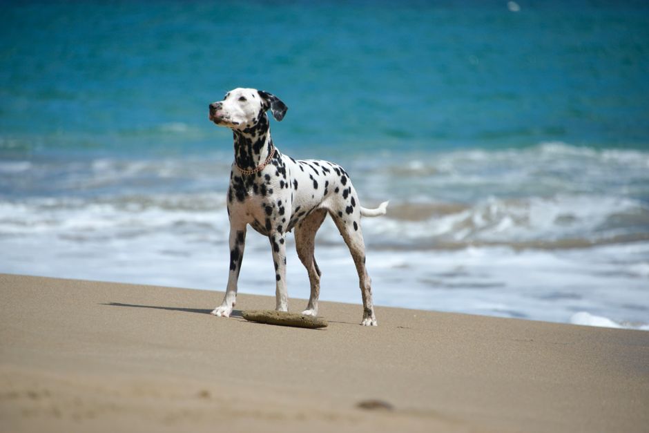 Natural Relief For Hot Spots On Dogs