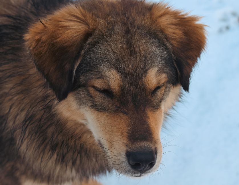 Is Your Dog's Belly Distended? When Bloat Becomes An Emergency