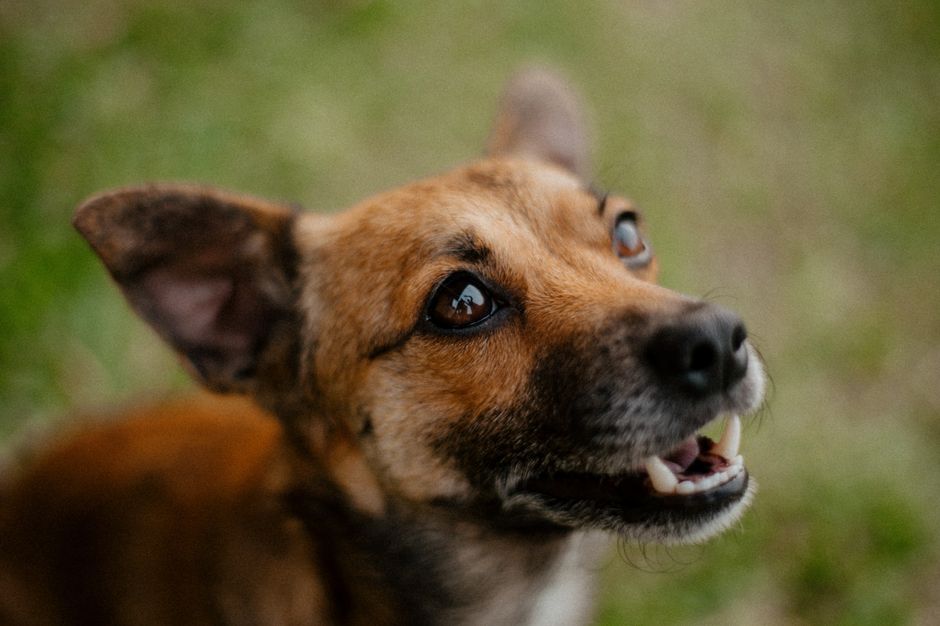 Why Small Dogs Need Special Dental Care