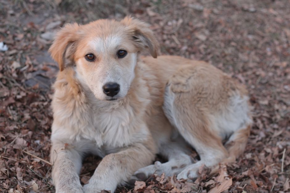 Should You Insure Your Young, Healthy Dog?
